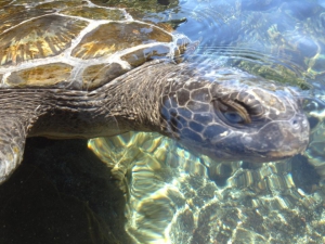 Compiling bycatch data on turtles